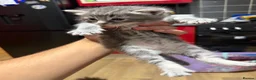Mixed Breed cats for sale: Main coons ready for new home  - Advert 7
