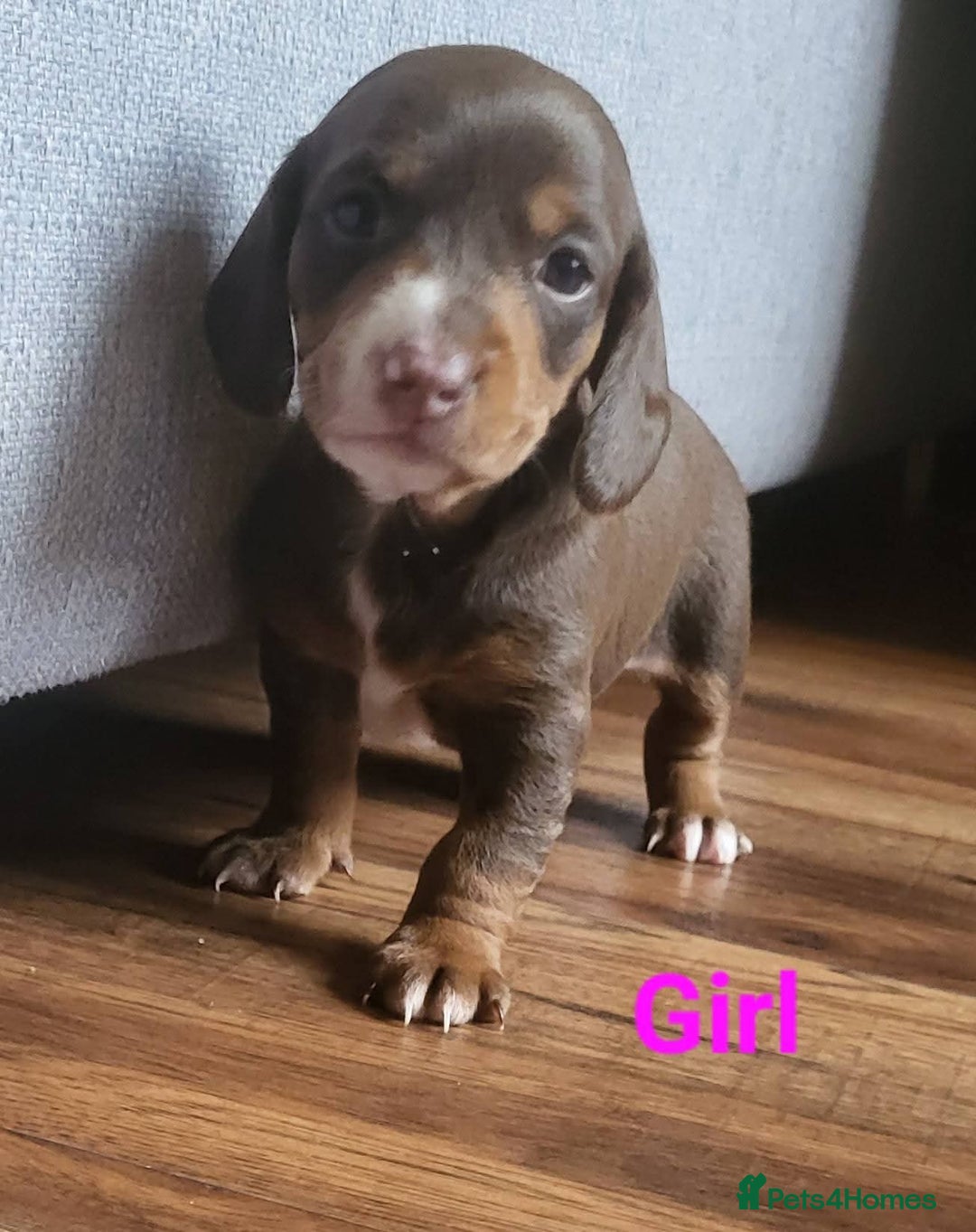 Mixed Breed dogs for sale: Dachschund x doxipoo puppies - Image 24