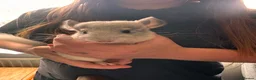Chinchilla rodents for sale: 2 baby girl chinchillas for sale  in Ammanford - Advert 4