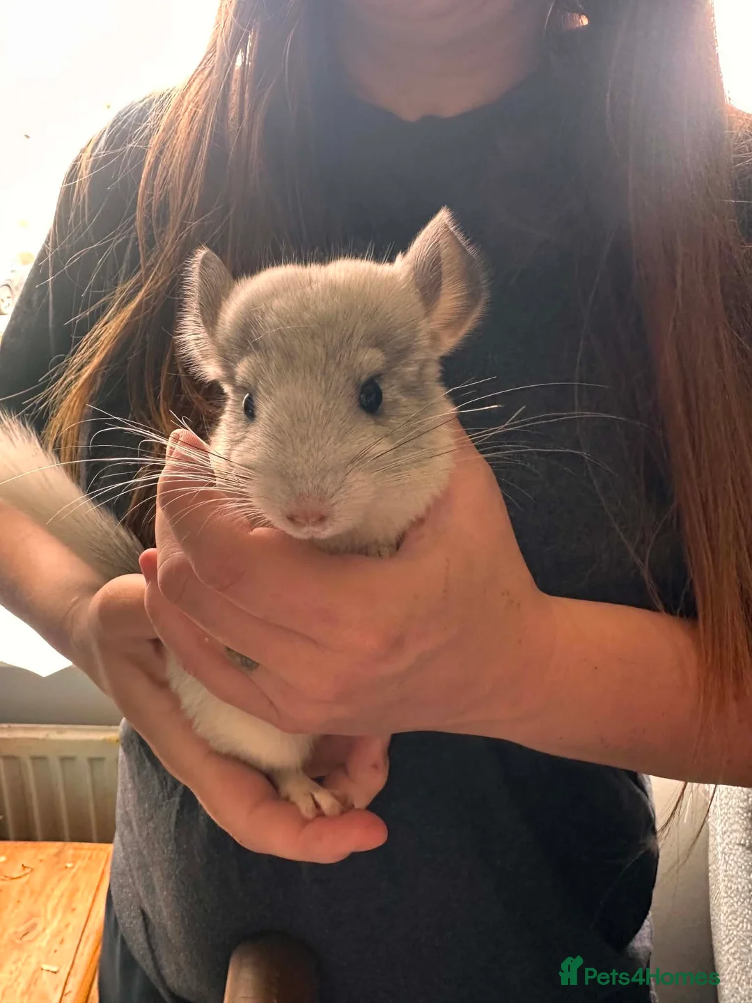 Chinchilla rodents for sale: 2 baby girl chinchillas for sale  in Ammanford - Advert 4