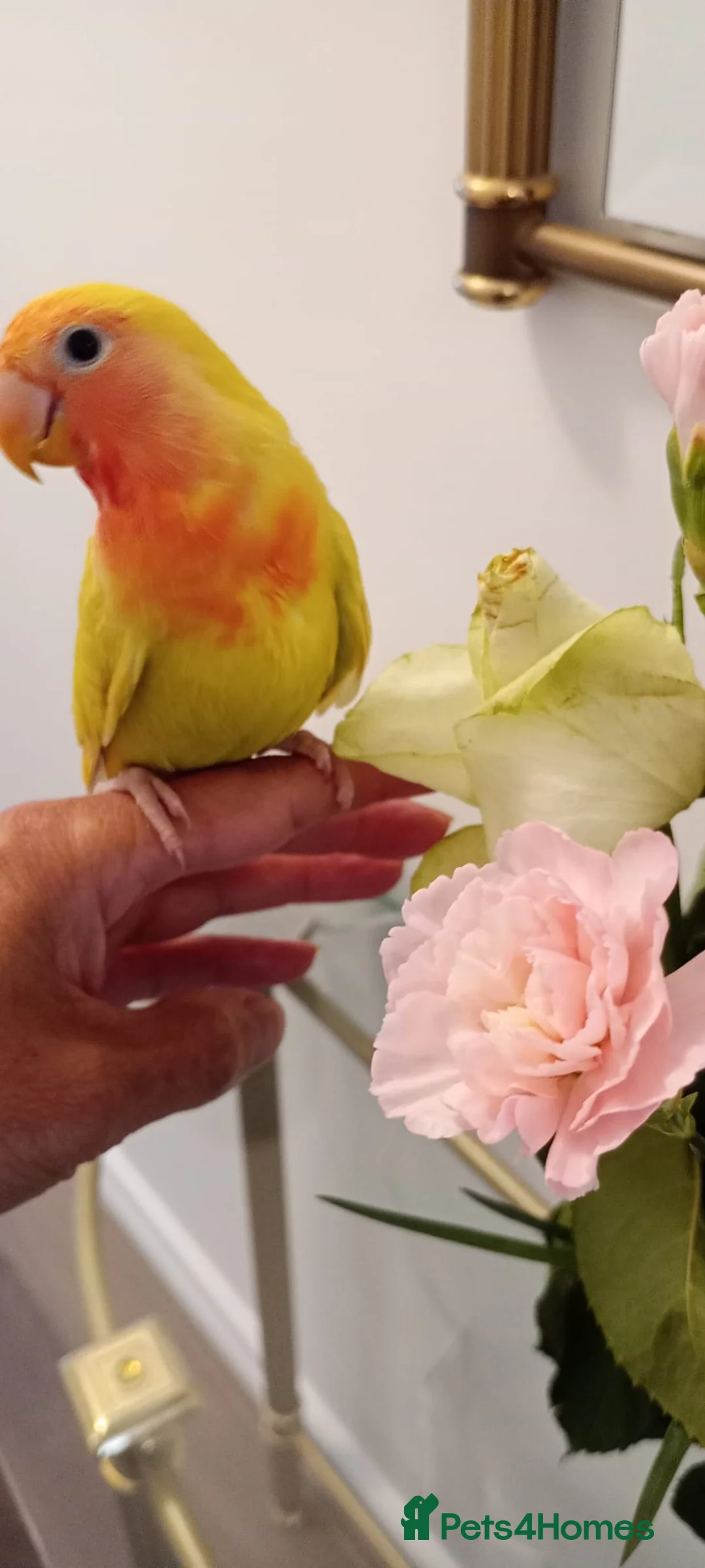 Lovebirds birds for sale: Hand reared baby peach faced lovebird for sale. in Accrington - Advert 4