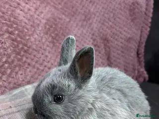 Netherland Dwarf rabbits Netherland Dwarf Rabbits available now - Advert 3