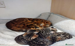 Bengal cats for sale: Kittens Bengal Pedigree tree blood line - Image 2