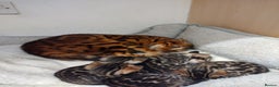 Bengal cats for sale: Kittens Bengal Pedigree tree blood line - Advert 7