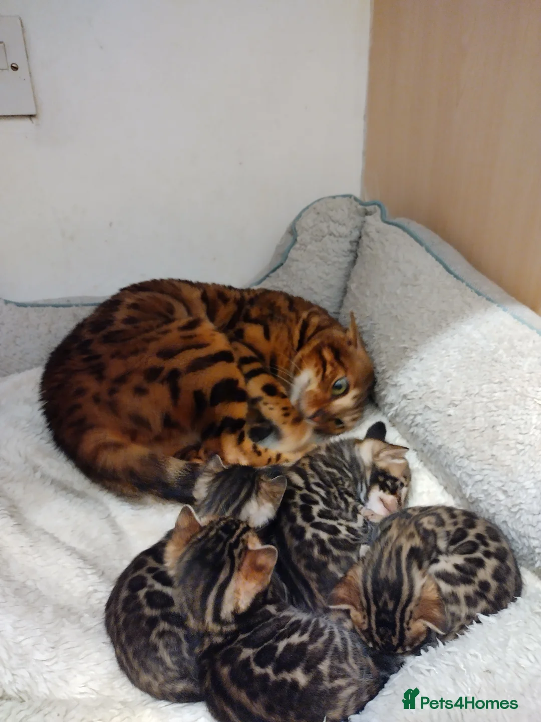 Bengal cats for sale: Kittens Bengal Pedigree tree blood line - Advert 7