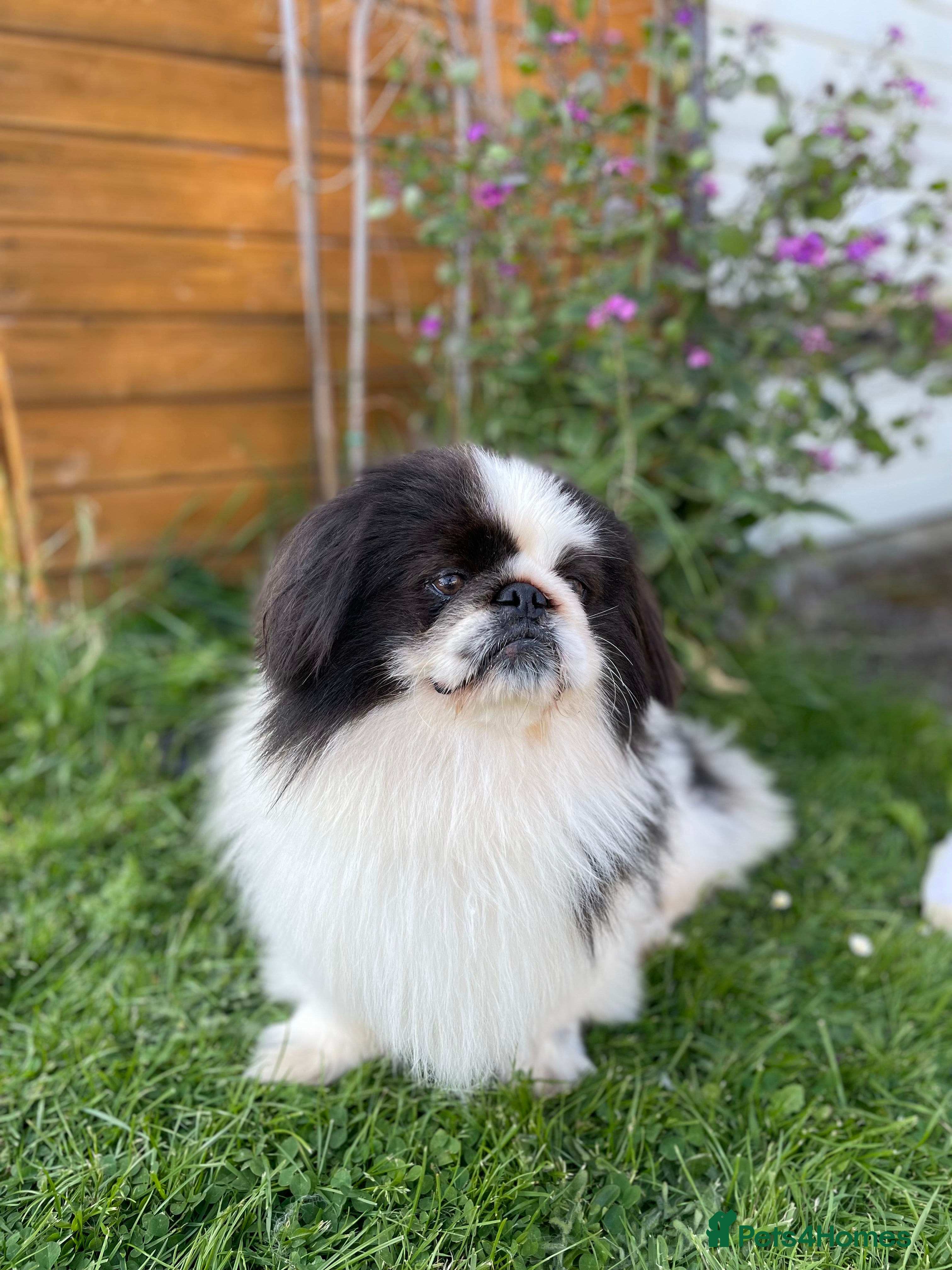 Pekingese dogs 6 Year Old Male KC registered  - Advert 1