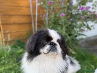 Pekingese dogs 6 Year Old Male KC registered - Advert 1