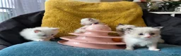 Ragdoll cats for sale: Pure ragdoll kittens sake London - Advert 5
