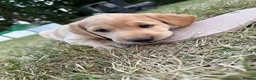 Labrador Retriever dogs for sale: Stunning Labrador Puppies  in Warminster - Advert 9