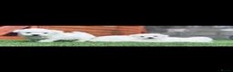 Bichon Frise dogs for sale: Bichon Frise pups kc registers parents  - Advert 7