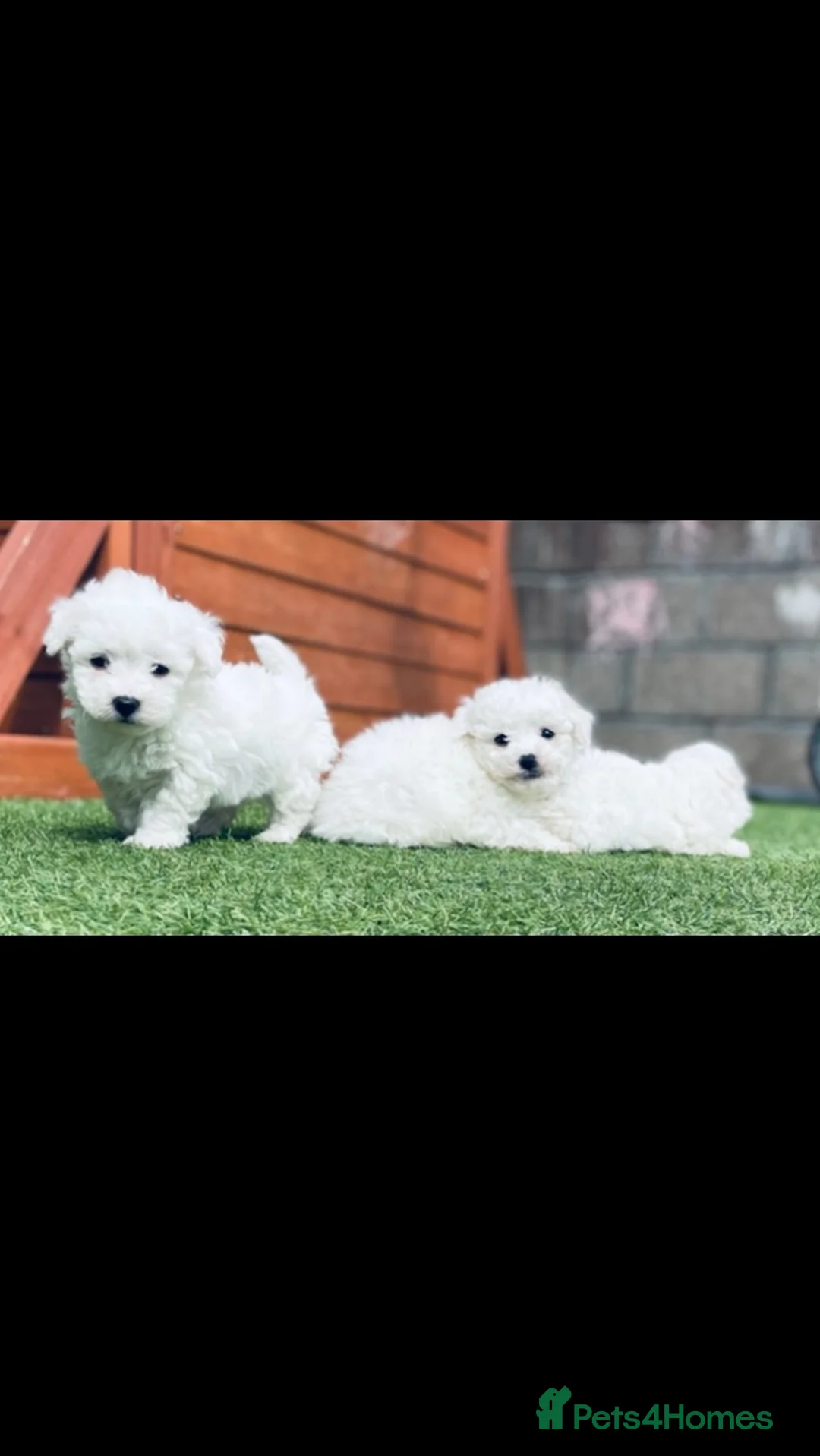 Bichon Frise dogs for sale: Bichon Frise pups kc registers parents  - Advert 7