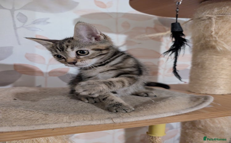 Mixed Breed cats - Advert 12