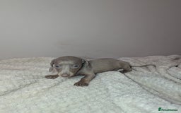 Miniature Dachshund dogs for sale: Miniature dachshund puppies  - Image 8
