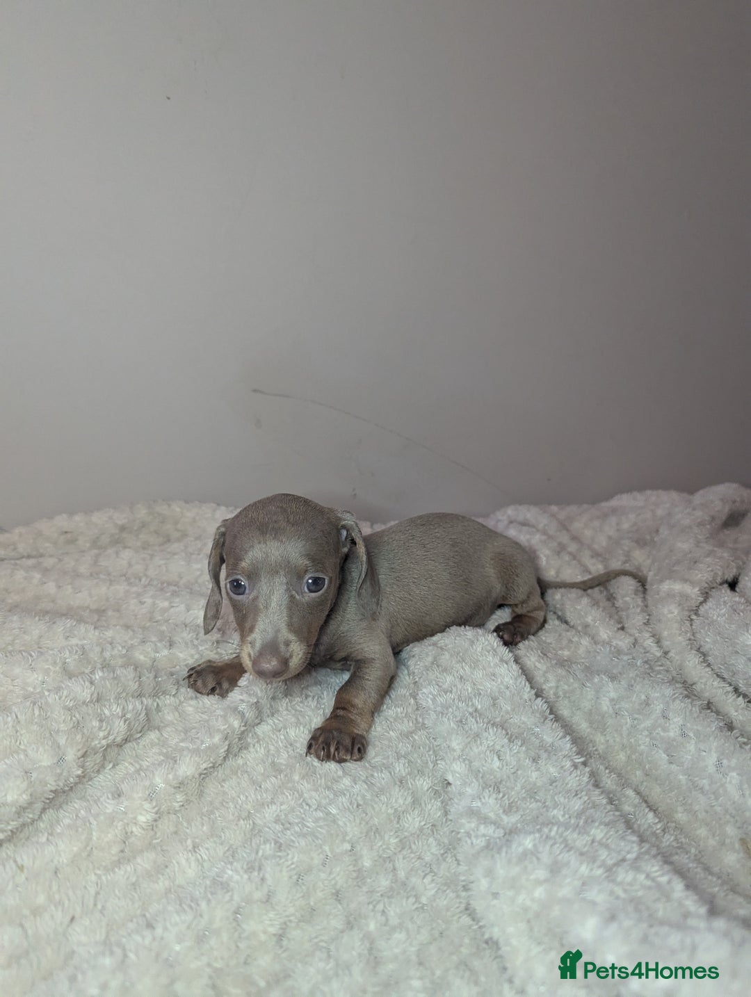 Miniature Dachshund dogs for sale: Miniature dachshund puppies  - Image 8