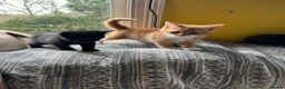 Domestic Shorthair cats for sale: Kitties looking for forever homes  - Advert 4