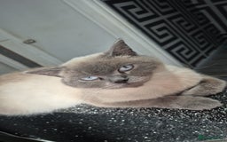British Shorthair cats for sale: BSH blues  - Image 5