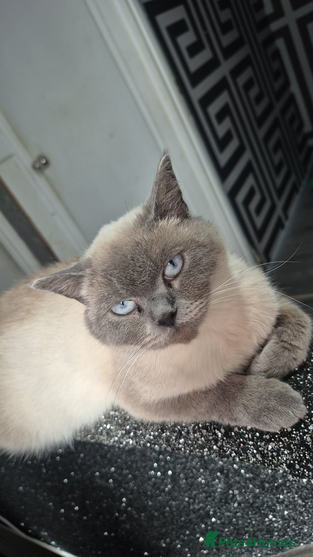 British Shorthair cats for sale: BSH blues  - Image 5