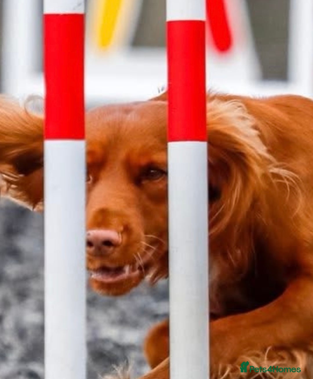 Cocker Spaniel dogs for stud: Available for stud  - Advert 4