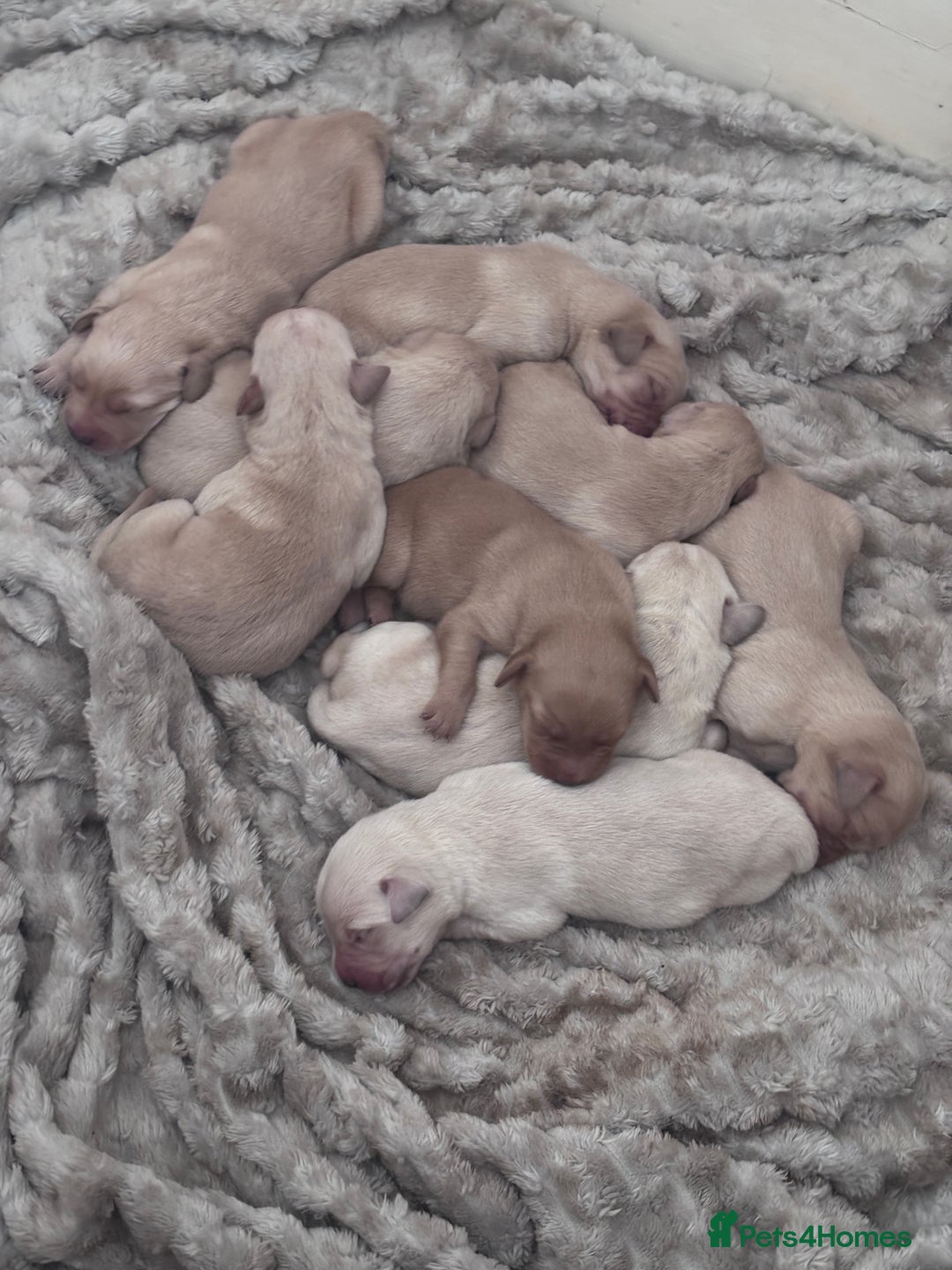 Mixed Breed dogs for sale: Beautiful litter of golden labradoodles - Image 5