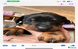 Dobermann dogs for sale: Gorgeous Doberman Pups - Image 3
