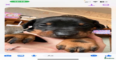 Dobermann dogs - Advert 14