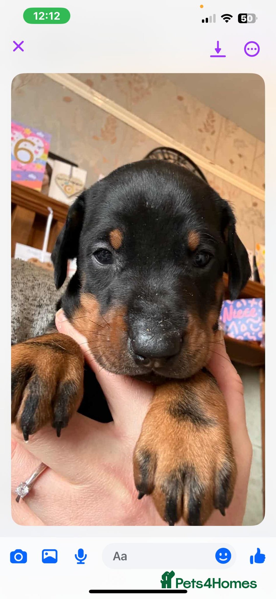 Dobermann dogs for sale: Gorgeous Doberman Pups - Image 3