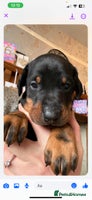 Dobermann dogs - Advert 11