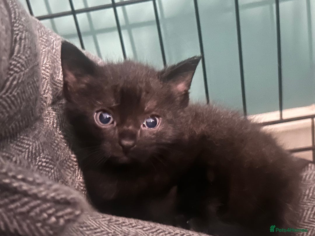 British Shorthair cats for sale: 4 kittens for sale: 3 girls 1 boy mixed coats  - Image 21