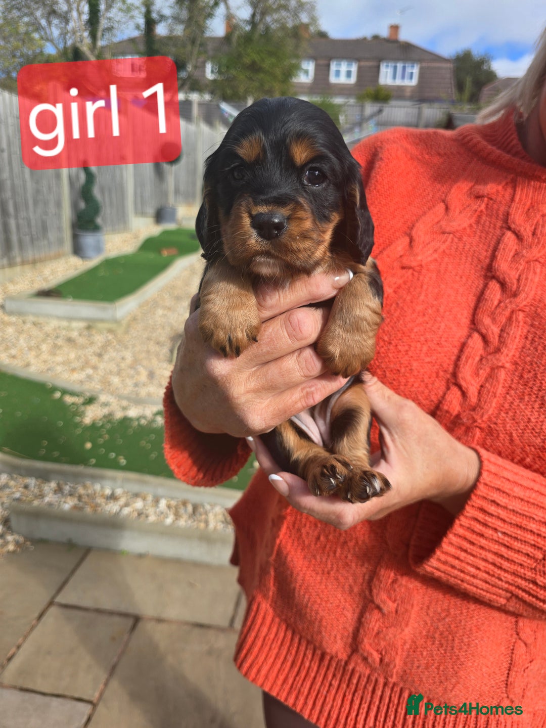 Cocker Spaniel dogs for sale: Cocker spaniel puppies  - Image 3