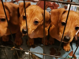 Dachshund dogs Unusual colour beautiful miniature dachshound pups - Advert 16