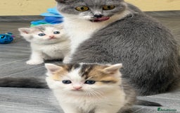 British Shorthair cats for sale: BSH tri- colour golden/blue/white kittens TICA - Image 17