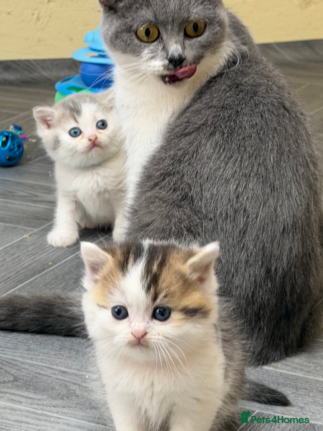 British Shorthair cats for sale: BSH tri- colour golden/blue/white kittens TICA - Image 17