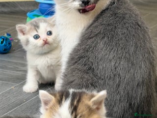 British Shorthair cats - Advert 35