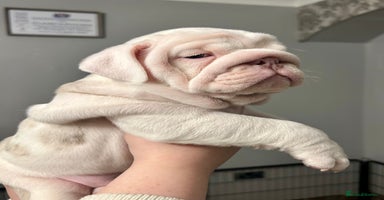 English Bulldog dogs  English bulldog puppies  ***10/10DNA - Advert 2
