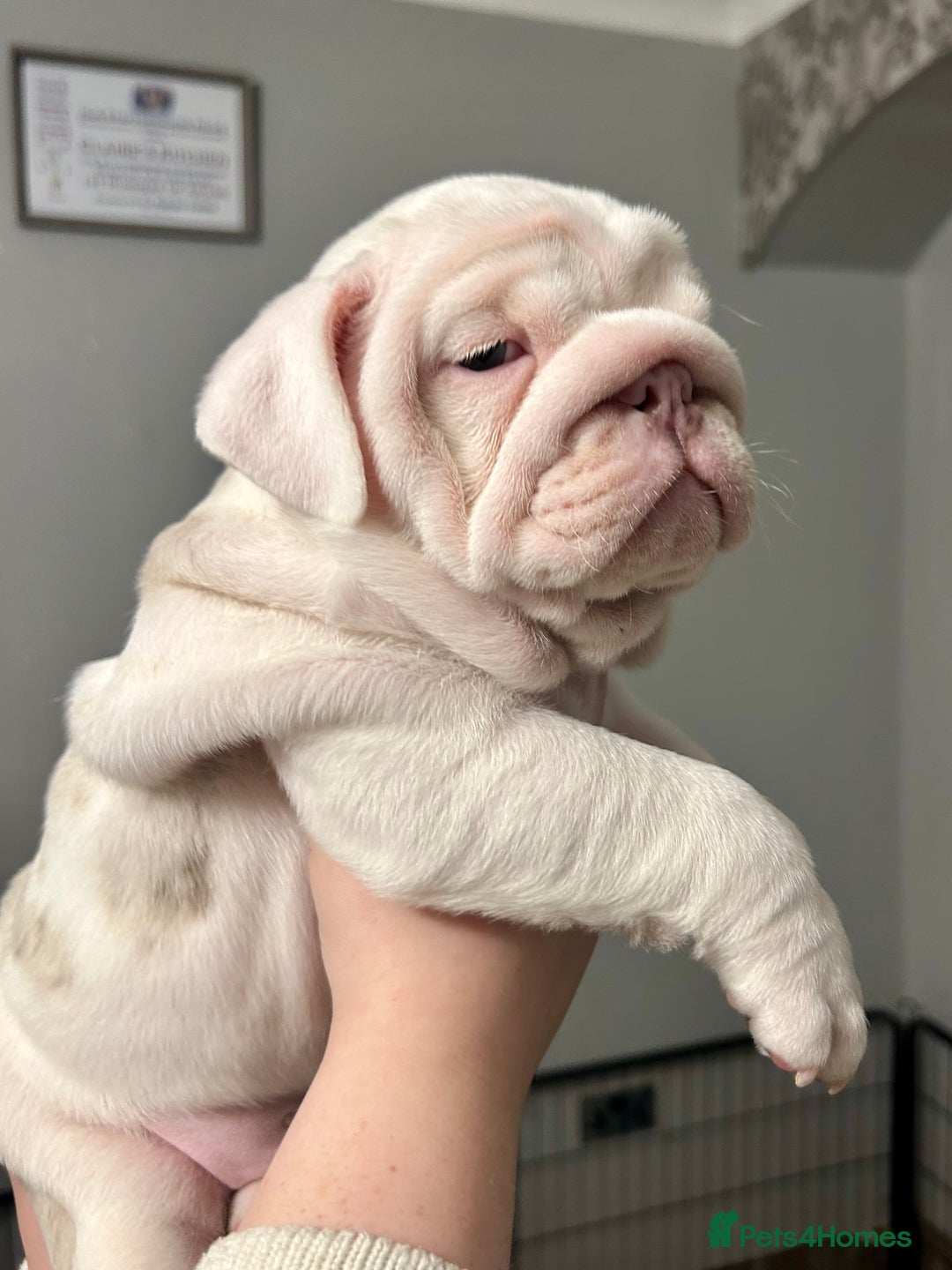 English Bulldog dogs for sale: Last Female English bulldog puppy  - Advert 6