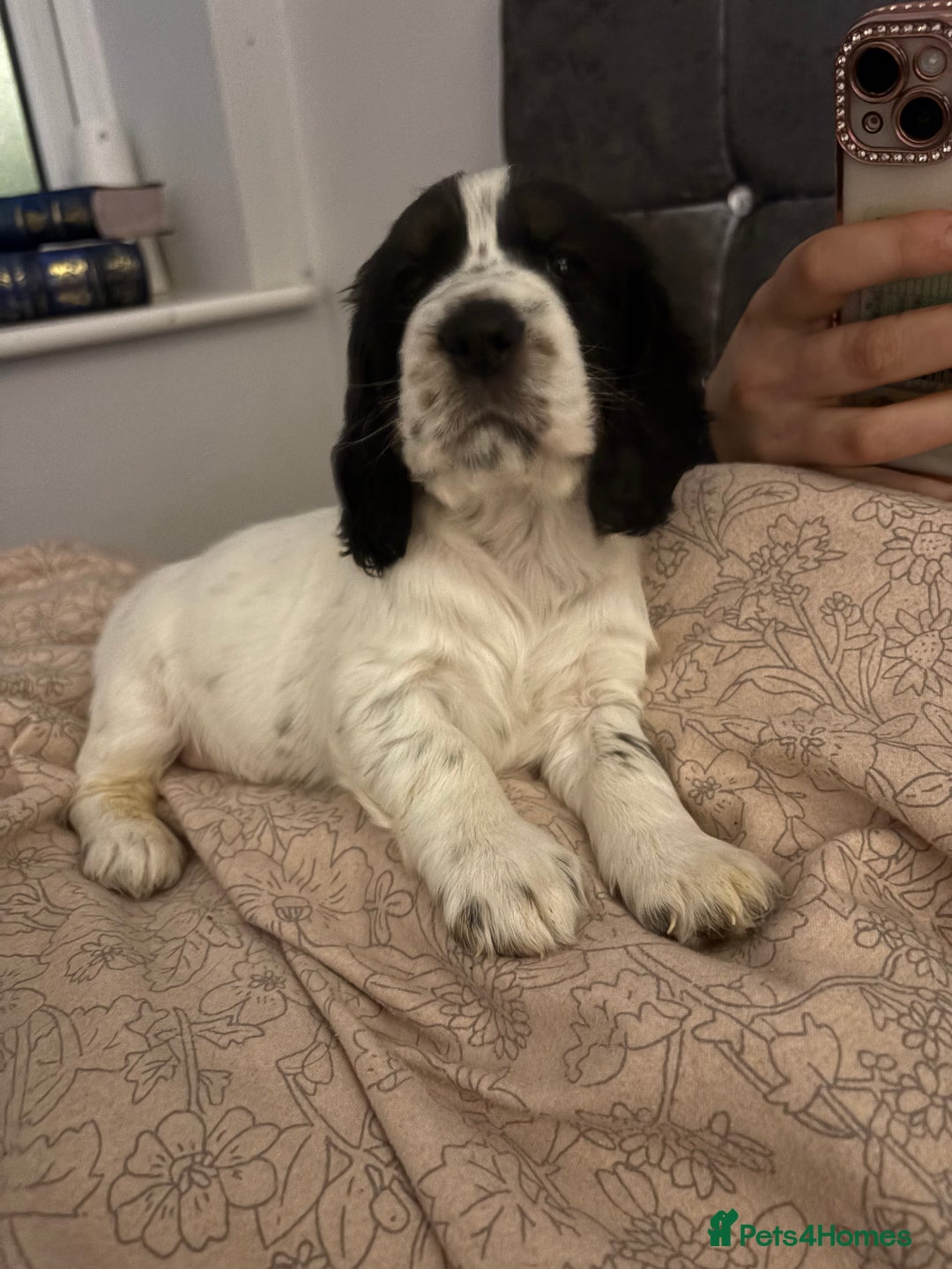 Cocker Spaniel dogs for sale: Stunning show cocker puppies  - Advert 4