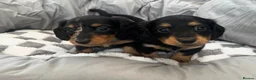 Miniature Dachshund dogs for sale: Long Hair Miniature Dachshunds  in Doncaster - Advert 5