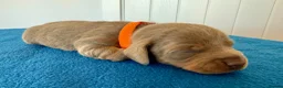 Miniature Dachshund dogs for sale: Miniature Dachshund  - Advert 11