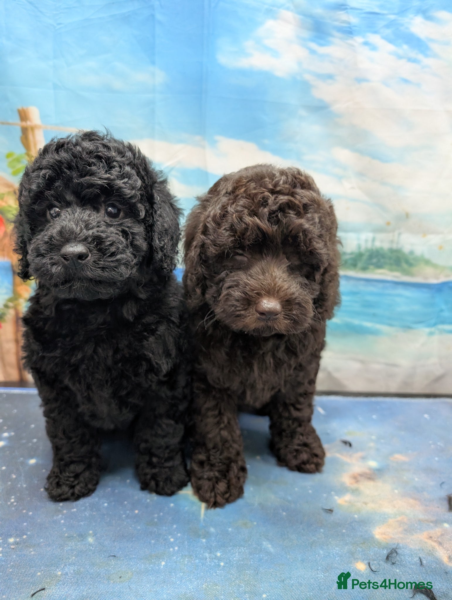 Cockapoo dogs Two beautiful girls bathed and ready to go - Advert 1