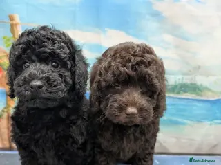 Cockapoo dogs Two beautiful girls bathed and ready to go - Advert 6