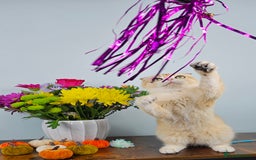 British Shorthair cats for sale: TICA REGISTERED Golden Chinchilla Girl - Image 5