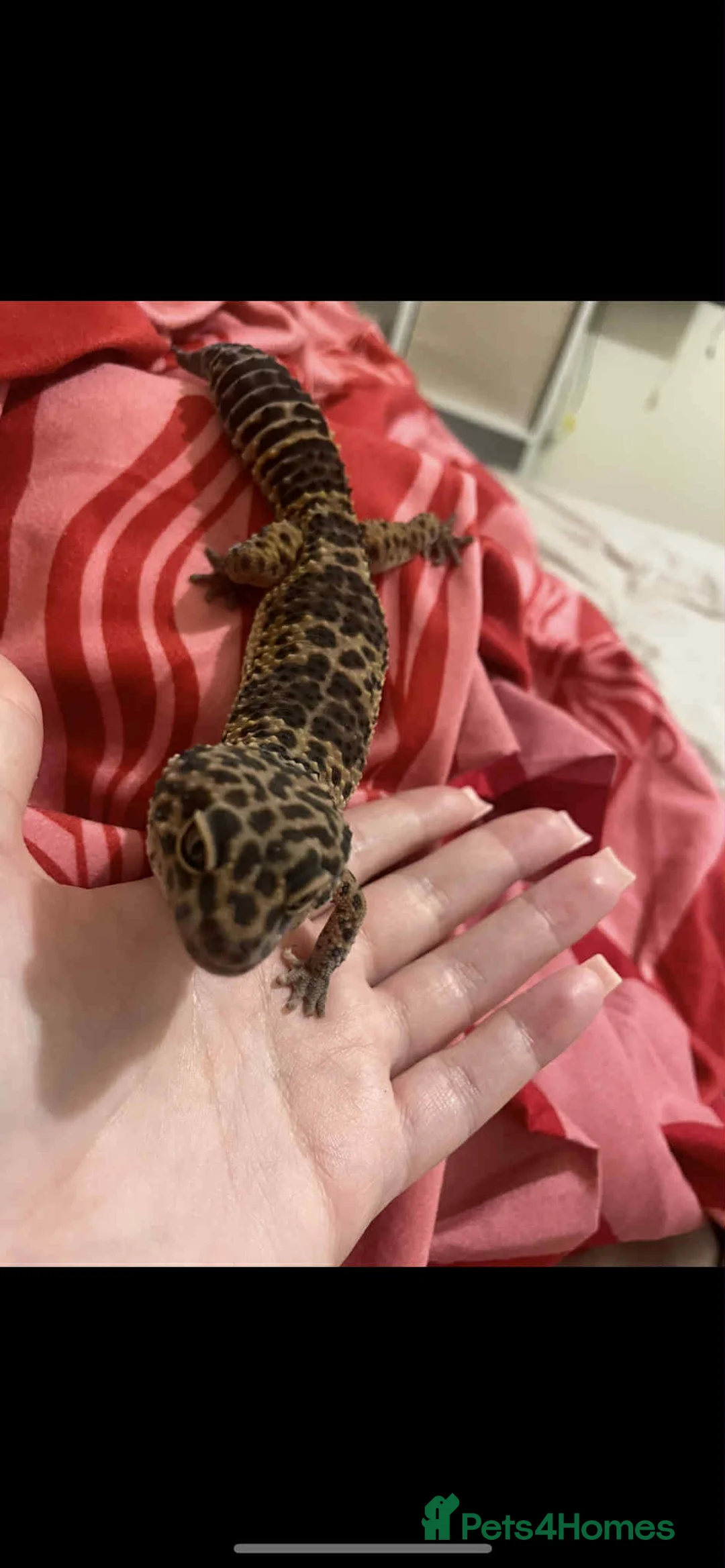 Leopard Gecko reptiles for sale: Leopard gecko - Advert 4