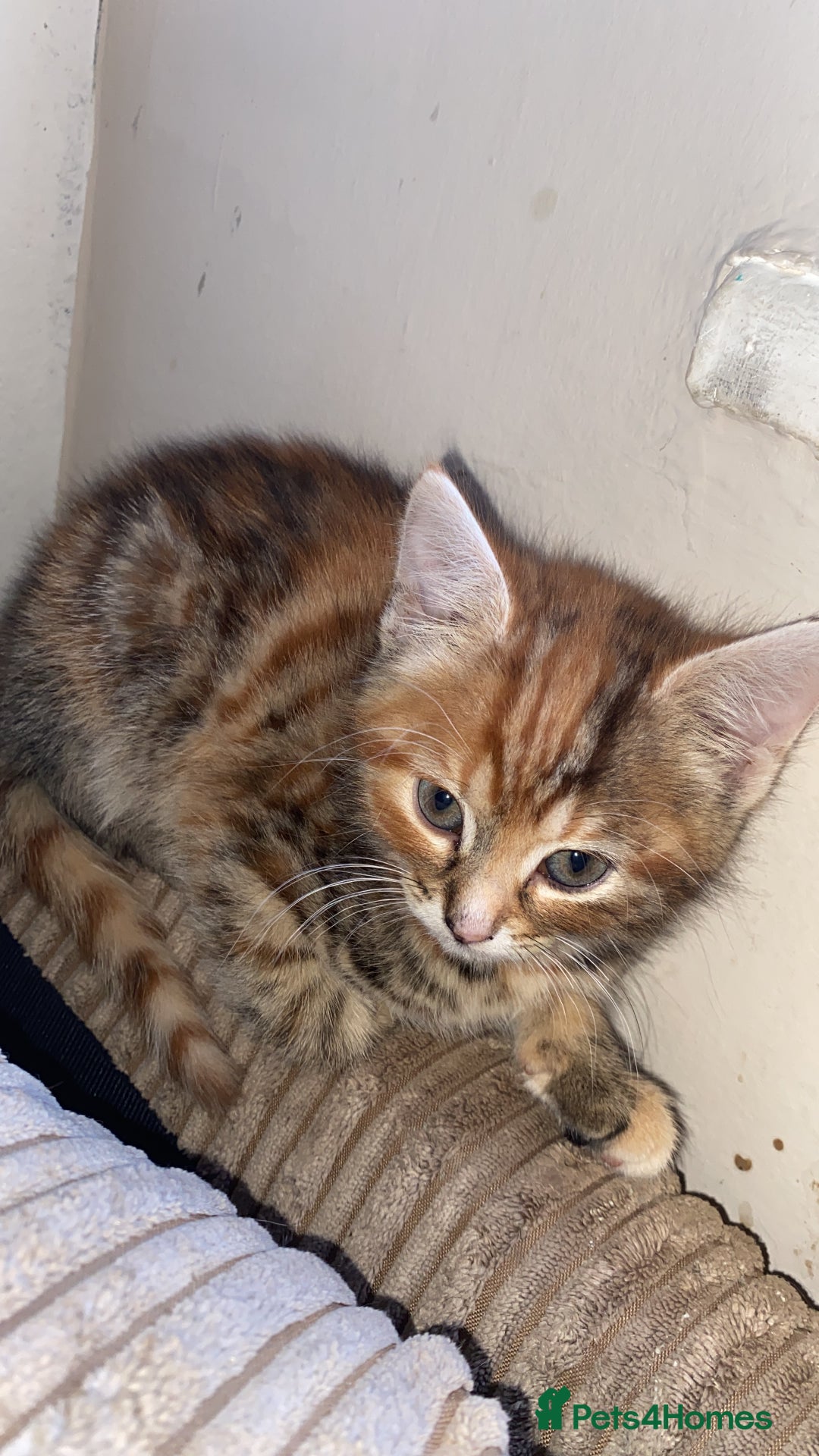 Mixed Breed cats for sale: Two female kittens read description - Advert 11