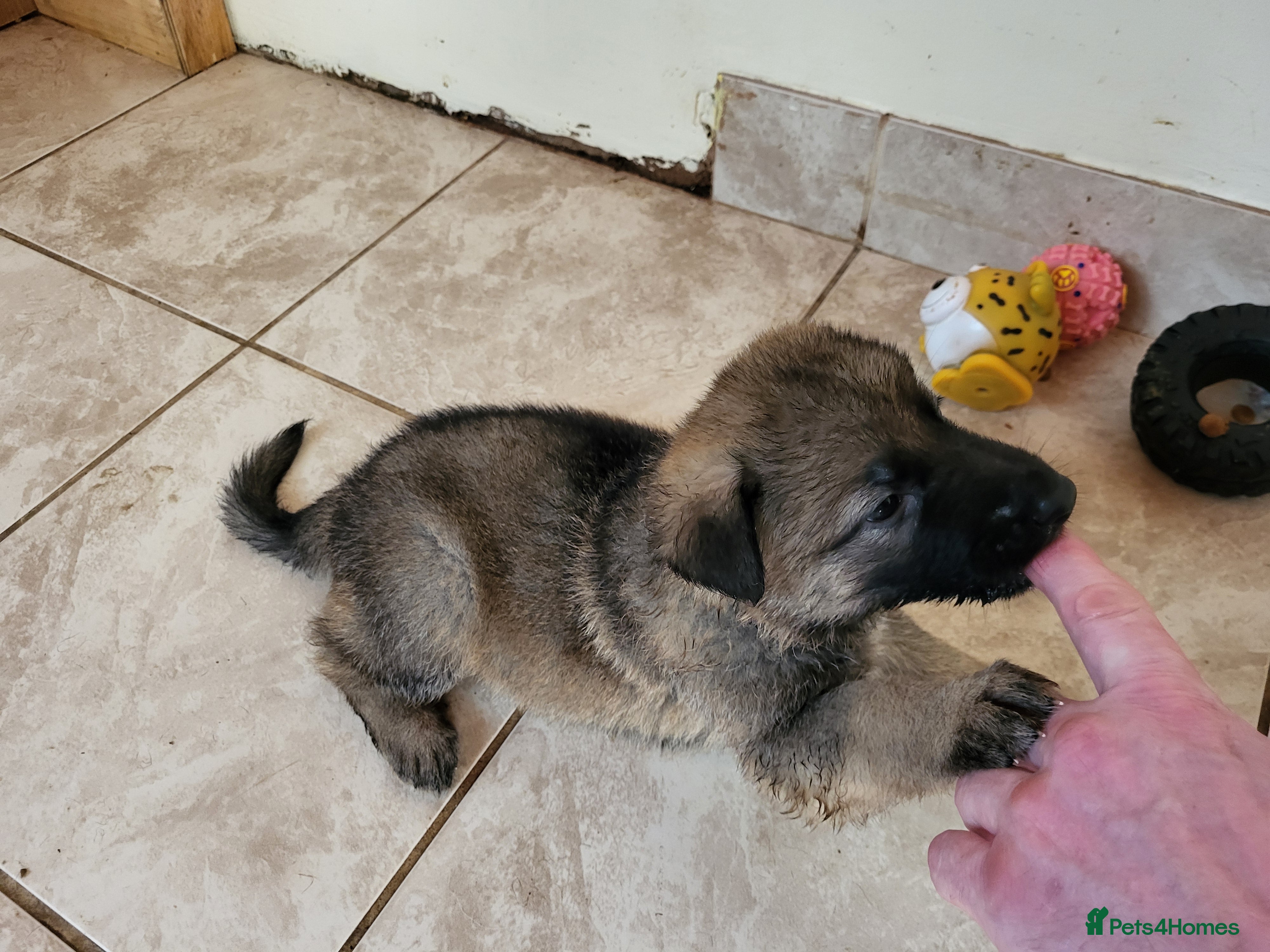 German Shepherd dogs German Shepherd pups Straight back KC registered - Advert 2