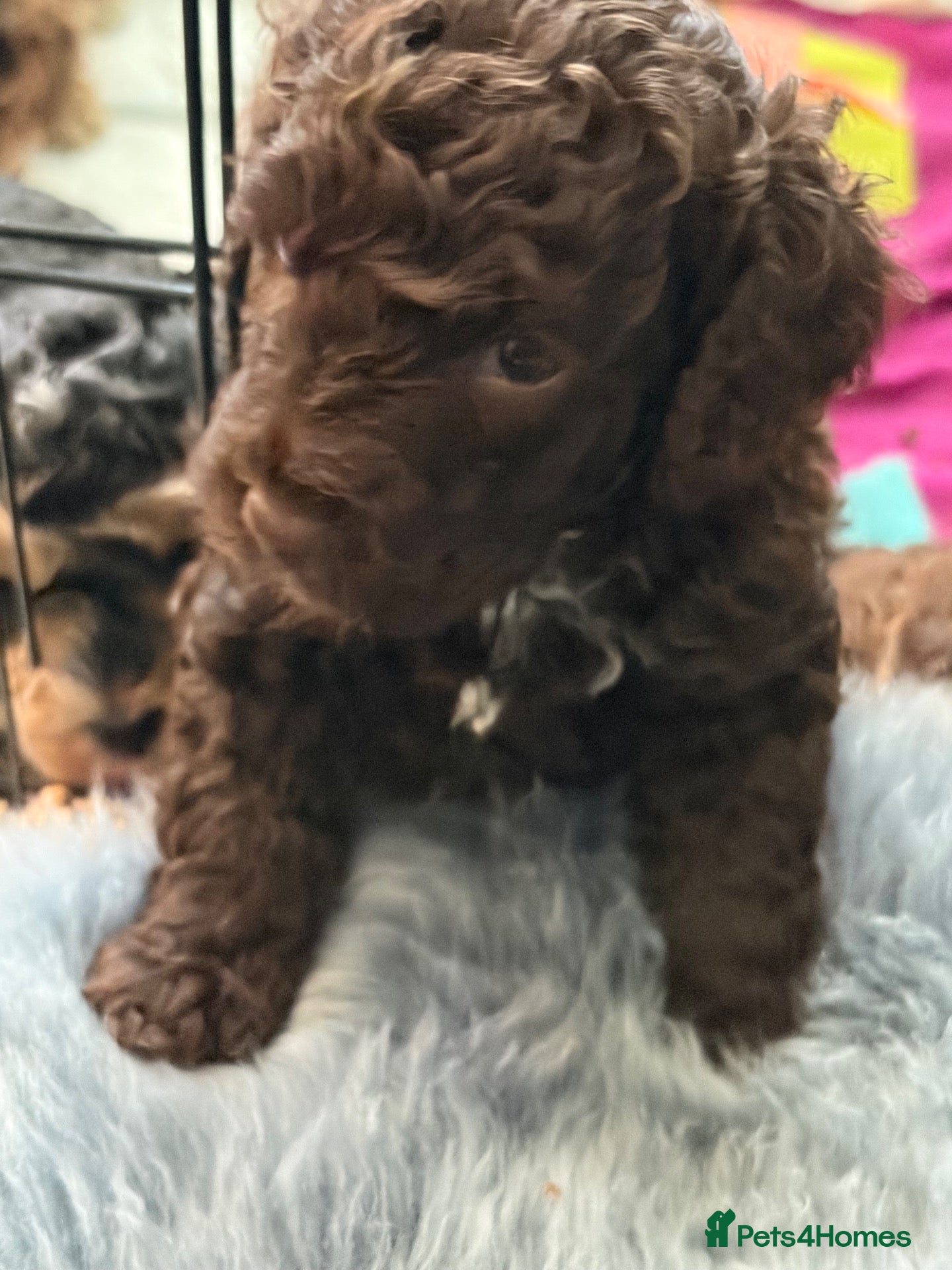 Cockapoo dogs Rare Chocolate Merle, Phantoms,Teddybear Girls | - Advert 2