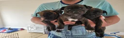 Mixed Breed dogs for sale: Beautiful staffie puppys (2 girls left) - Advert 2