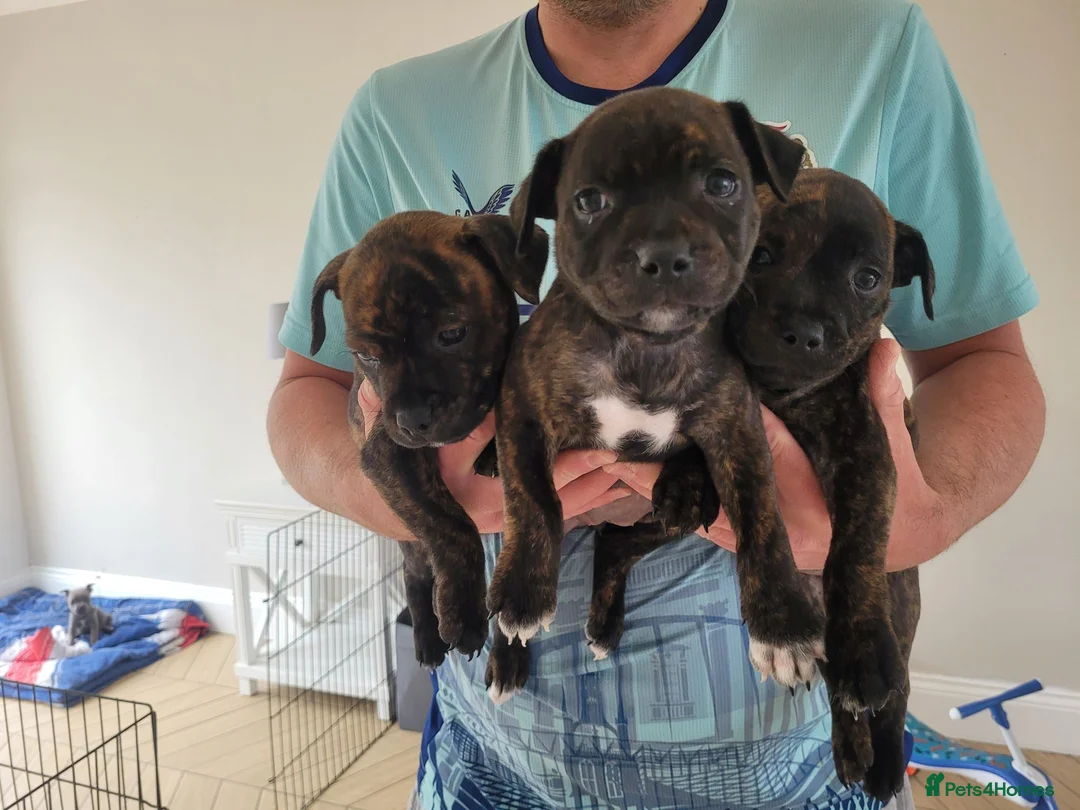 Mixed Breed dogs for sale: Beautiful staffie puppys (2 girls left) - Advert 2
