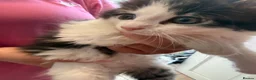 British Longhair cats for sale: 4 kittens british long hair  - Advert 12