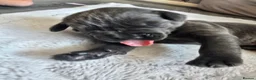 Cane Corso dogs for sale: S🐾❤️ STUNNING CANE CORSO PUPPIES–2BOYS & 2GIRLS  in Cwmbran - Advert 35