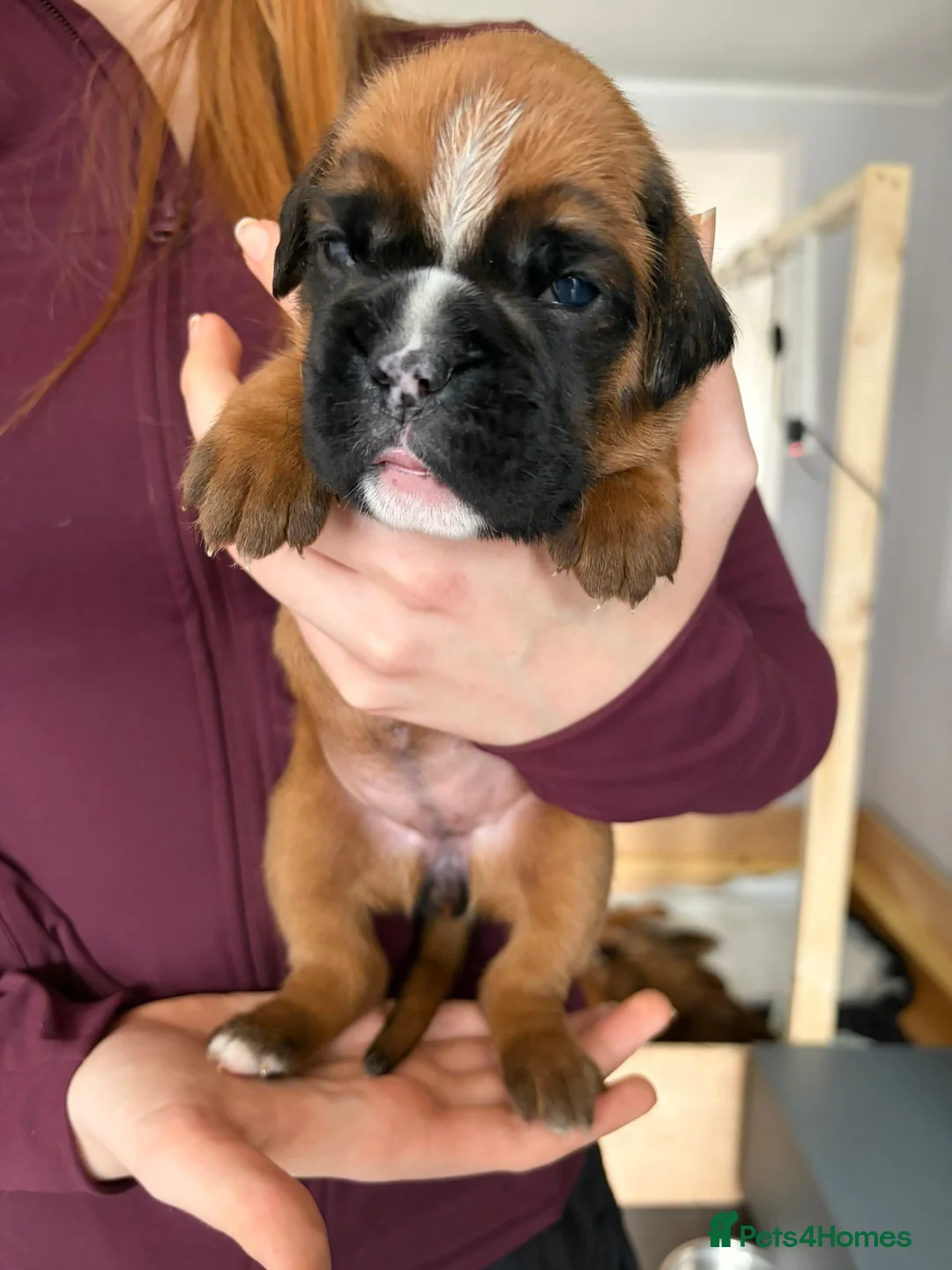 Boxer dogs for sale: Beautiful, KC registerd boxer puppies for sale in Canvey Island - Advert 37